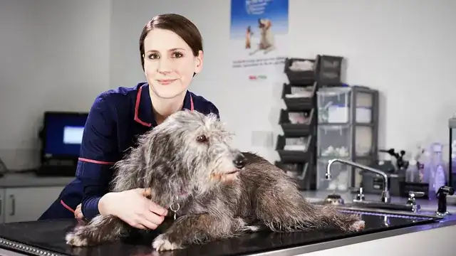 veterinarian examining a dog in a modern veterinary clinic