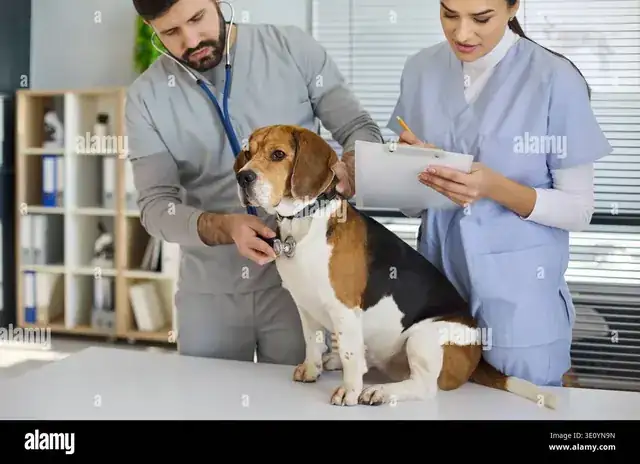 veterinarian examining a dog in a modern veterinary clinic
