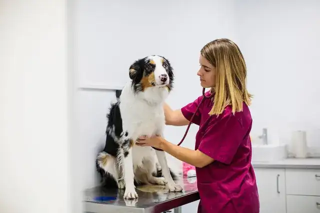 veterinarian examining a dog in a modern veterinary clinic