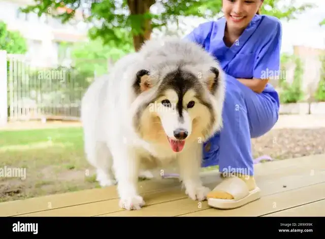 veterinarian examining a dog in a modern veterinary clinic